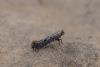 Parornix sp.